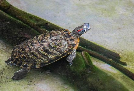生态养殖摄影照片_巴西龟珍稀保护动物养殖摄影图配图