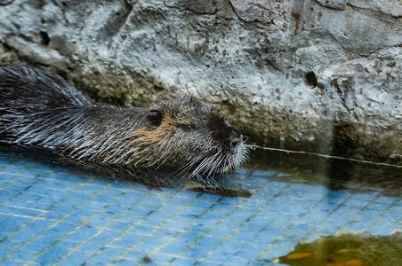 海狸保护动物海洋动物自然摄影图配图