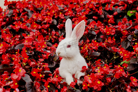 白天户外一只小白兔在花丛中玩耍摄影图配图
