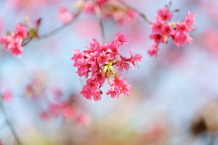 樱花春分花公园赏花摄影图配图