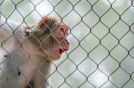 猴子保护动物表情特写摄影图配图