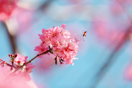 蓝天樱花摄影照片_樱花春分花朵公园赏花摄影图配图