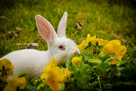 白天户外一只小白兔在花丛边觅食摄影图配图