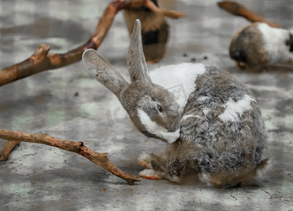 动物灰摄影照片_动物自然生态保护兔子摄影图配图