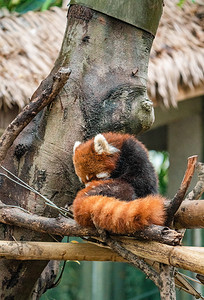 红熊猫动物园保护动物小熊猫摄影图配图