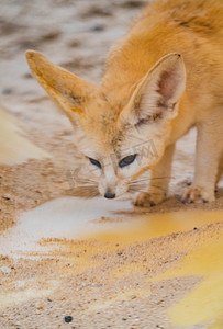 珍稀自然保护动物耳廓狐摄影图配图