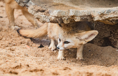 日耳曼语族下的语言之一摄影照片_珍稀动物动物园沙漠小狐耳廓狐摄影图配图