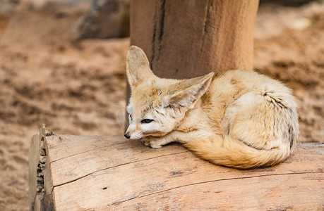 保护动物珍稀沙漠小狐耳廓狐摄影图配图