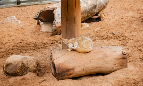 耳廓狐珍稀保护动物沙漠小狐摄影图配图