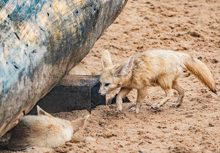 沙漠小狐耳廓狐保护珍稀动物摄影图配图
