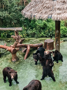 野生动物园摄影照片_珍稀动物棕熊黑熊动物园摄影图配图