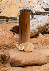 耳廓狐动物自然生态沙漠小狐摄影图配图
