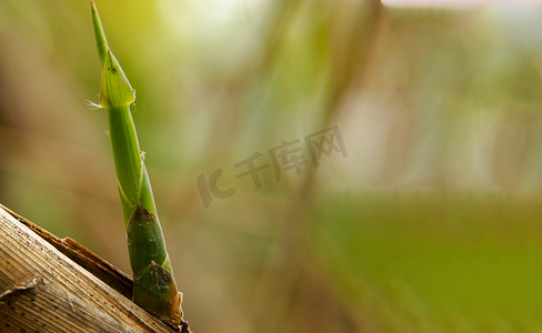 自然芦苇摄影照片_白天户外芦苇嫩苗在春天生长摄影图配图