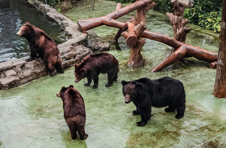 动物园珍稀保护动物黑熊棕熊摄影图配图