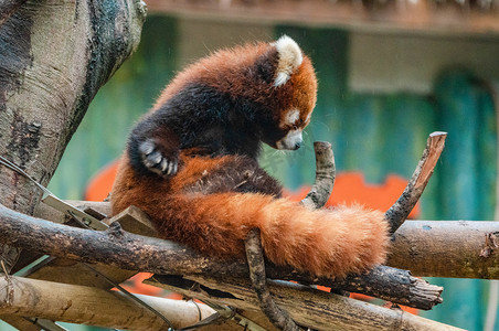 珍稀动物小熊猫自然红熊猫摄影图配图