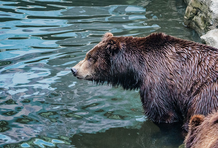 棕熊黑熊珍稀自然动物摄影图配图