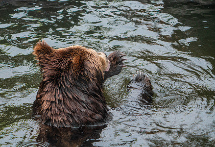 棕熊动物自然水池泡澡摄影图配图