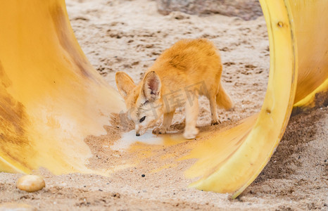 耳廓狐珍稀保护动物动物园摄影图配图
