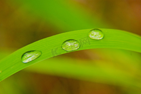 户外白天雨后在绿叶上的露珠摄影图配图