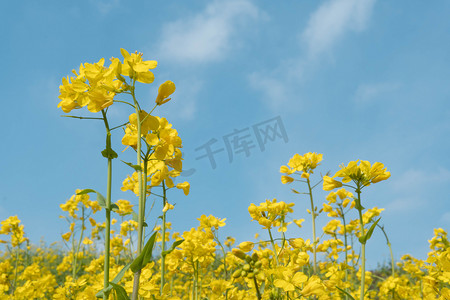 春天阳光油菜花花田赏花摄影图配图