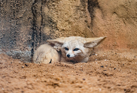 保护动物摄影照片_沙漠小狐动物园保护动物耳廓狐摄影图配图