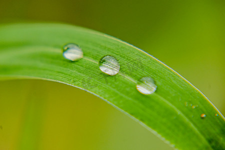 芦苇白露摄影照片_白天户外雨后在绿叶上的露珠摄影图配图