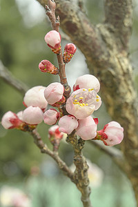 暖春小清晨风光桃花盛开摄影图配图