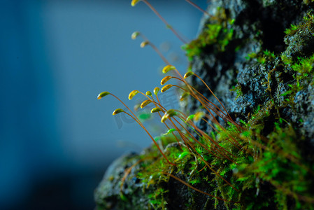 春天清新风景绿色摄影照片_葫芦藓发芽春天地藓岩石上生长摄影图配图