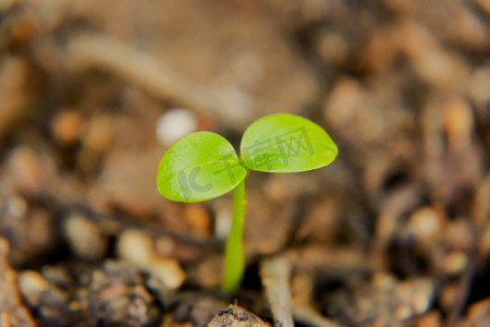 白天户外一棵植物幼苗在土地上生长摄影图配图