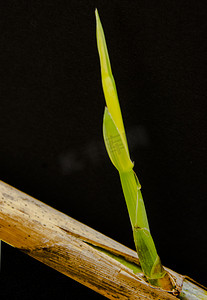 风景摄影照片_白天户外一棵芦苇嫩苗在春天里生长摄影图配图