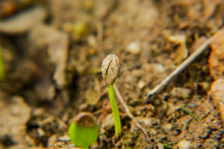 清新叶子植物摄影照片_白天户外一棵植物种子在土地上发芽摄影图配图