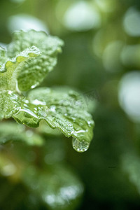 雨水春天植物野外滴水摄影图配图