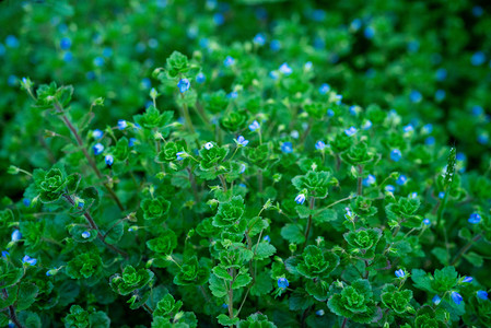 小野花开放春天野草乡村开花摄影图配图
