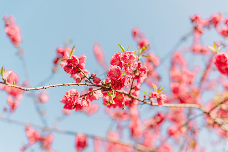 早春桃花摄影照片_自然植物春天桃花室外盛开摄影图配图