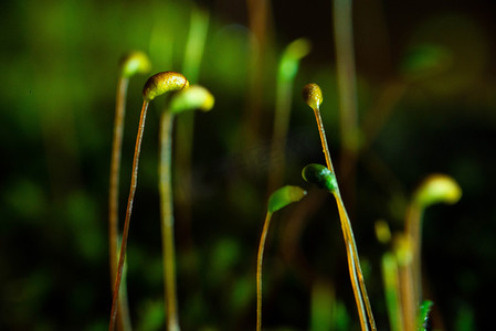 青苔发芽春天苔藓阴湿环境生长摄影图配图