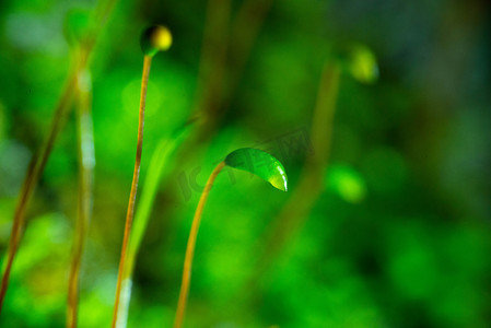 湿地仙鹤摄影照片_苔藓发芽春天葫芦藓野外湿地抽芽摄影图配图