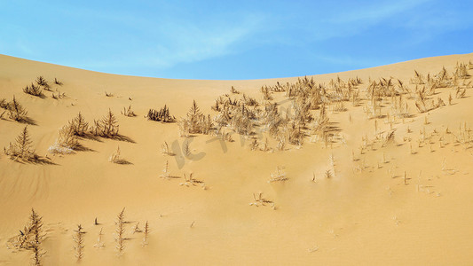 沙漠植物上午沙漠春季素材摄影图配图