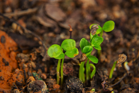 清新春分摄影照片_白天户外植物幼苗在土地上生长摄影图配图