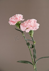 粉色植物花框摄影照片_自然春天节日鲜花纯色背景摆放摄影图配图