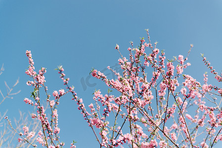 早春桃花摄影照片_植物春天桃花树枝盛开绽放摄影图配图