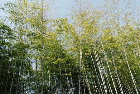 植物季节竹子竹林生长摄影图配图