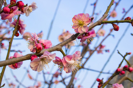 春风袭来摄影照片_梅花白天梅梅花开花摄影图配图