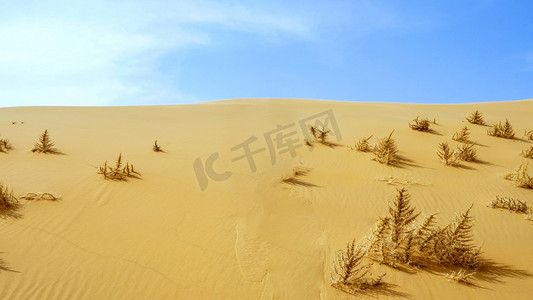 户外野营摄影照片_沙漠植物下午沙漠春季素材摄影图配图