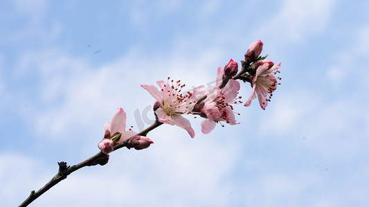 桃树开花摄影照片_桃树花枝春天三月桃枝桃园开花摄影图配图