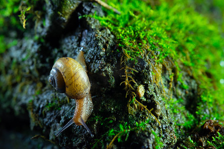 蜗牛觅食春天蜗牛野外湿地爬行摄影图配图