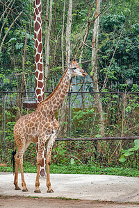 大自然保护动物长颈鹿生态摄影图配图