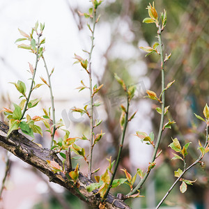 自然发芽春天树枝绿叶枝头室外生长摄影图配图