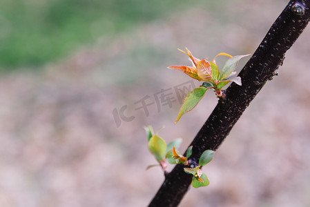自然春天植物树枝生长发芽摄影图配图