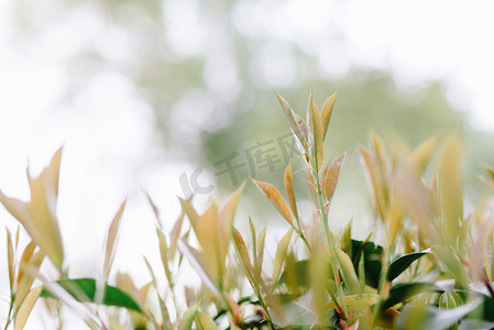 春雨摄影照片_自然植物立春春天绿叶室外枝头发芽生长摄影图配图