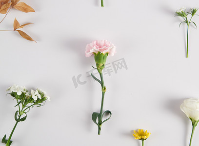 粉色植物花框摄影照片_自然节日春季鲜花花朵白色背景摆放盛开摄影图配图